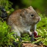 Voles can cause significant damage to parks and sporting facilities.