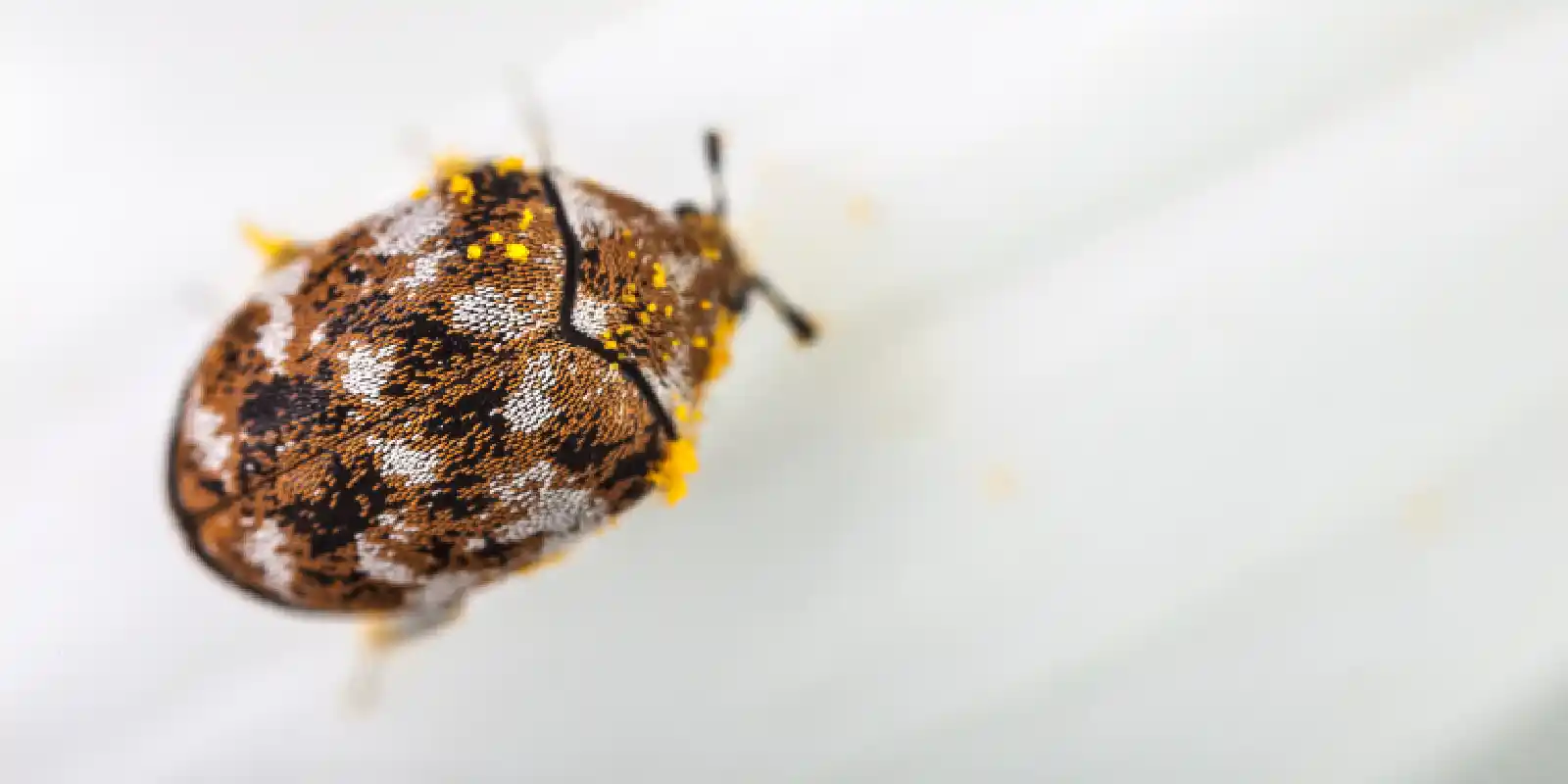 Fabric pests at home? Get rid of moths and carpet beetles today!