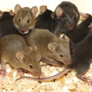 Rat infestations can be controlled by simply removing resources rodents utilize