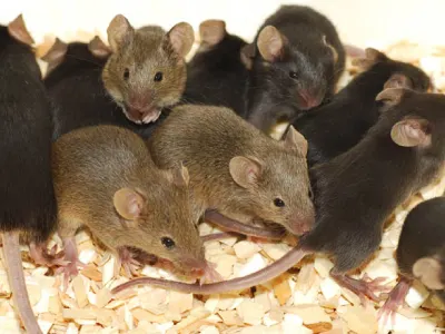 Rat Infestations can be controlled by removing their resources