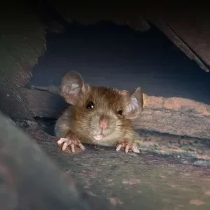 Mouse getting in the house