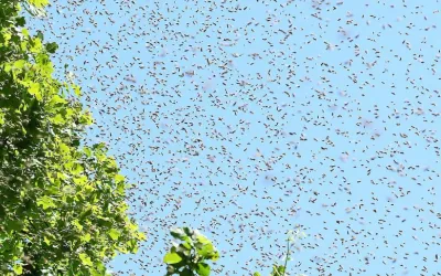 Seasonal Pest Migration