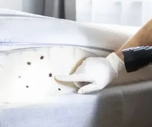 bed-bug-extermination-services-in-vancouver-1