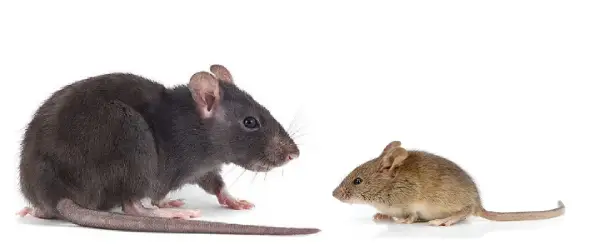 Rodent Control Services in Vancouver