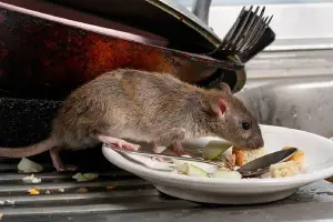 Commercial rodent control services in Vancouver